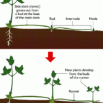 Vegetative Propagation