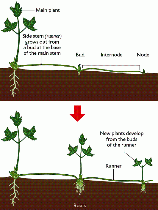 Vegetative Propagation